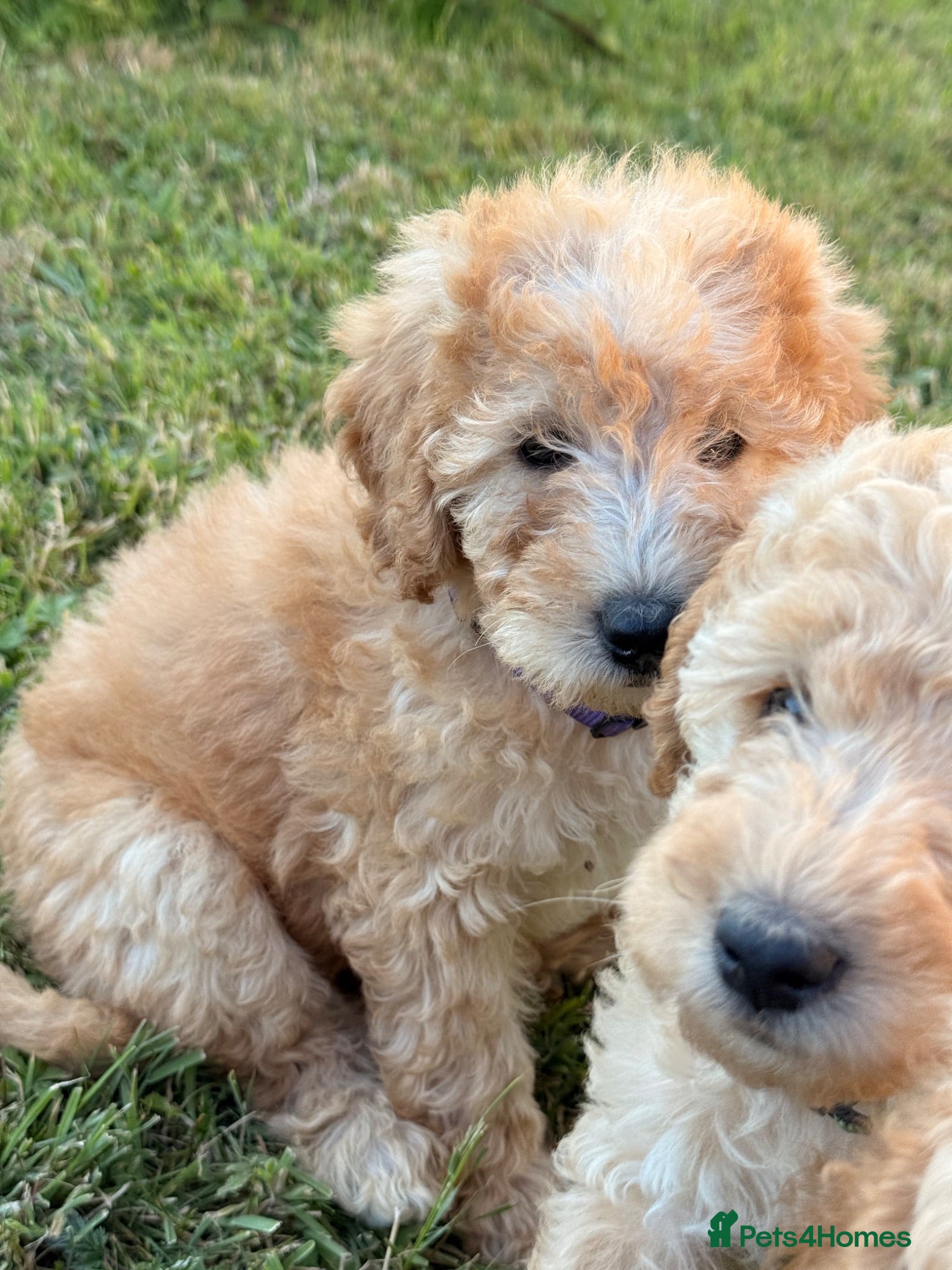 Labradoodle dogs F1BB MINIATURE Labradoodles READY TO GO - Advert 16