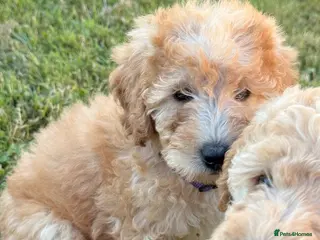 Labradoodle dogs F1BB MINIATURE Labradoodles READY TO GO - Advert 16