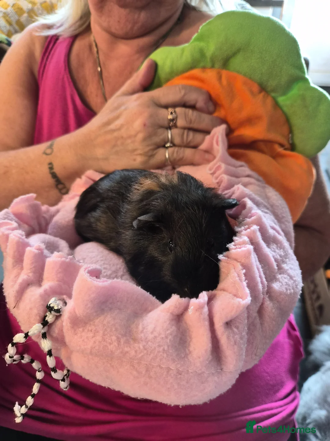 Guinea Pig rodents for sale: Two Female Guinea Pigs  - Advert 4