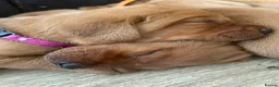 Labrador Retriever dogs for sale: Beautiful Fox Red Labrador Puppies - Advert 15
