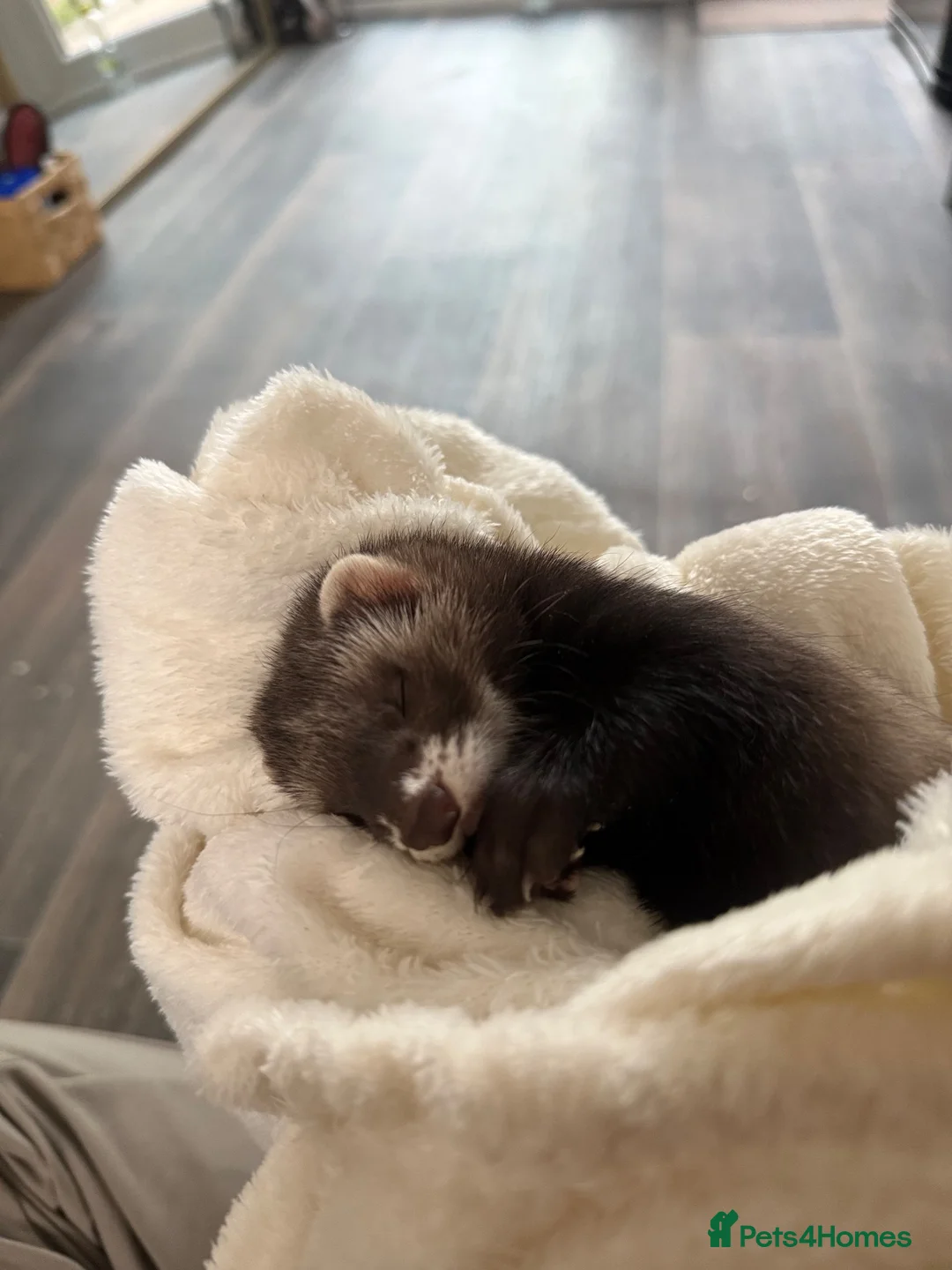 Ferret rodents for sale: Girl Ferret in Barnsley - Advert 2