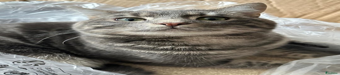 Domestic Shorthair Cat 2