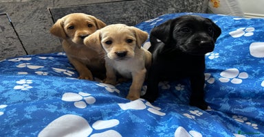 Labrador Retriever dogs - Advert 9