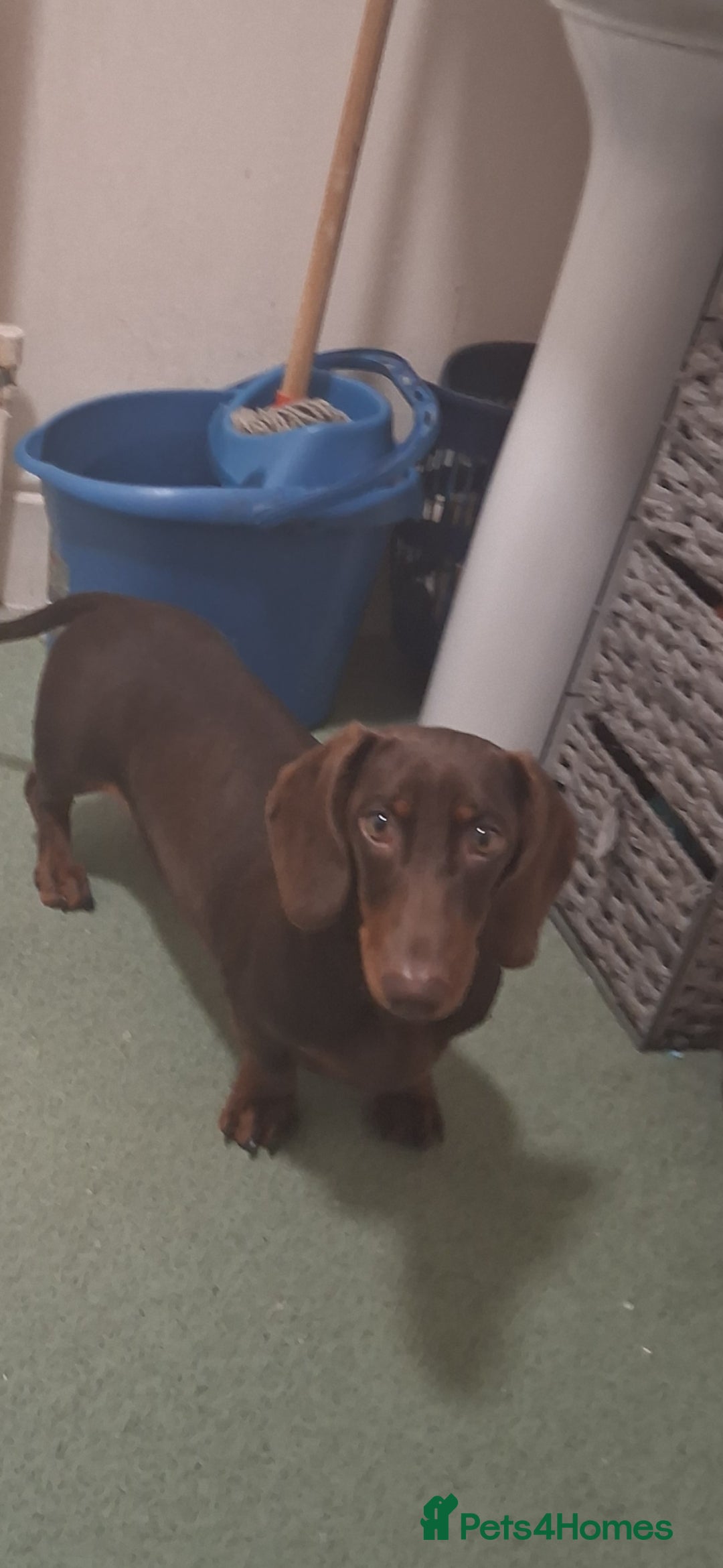 Dachshund dogs for sale: Gorgeous pup looking for his forever home. - Image 2