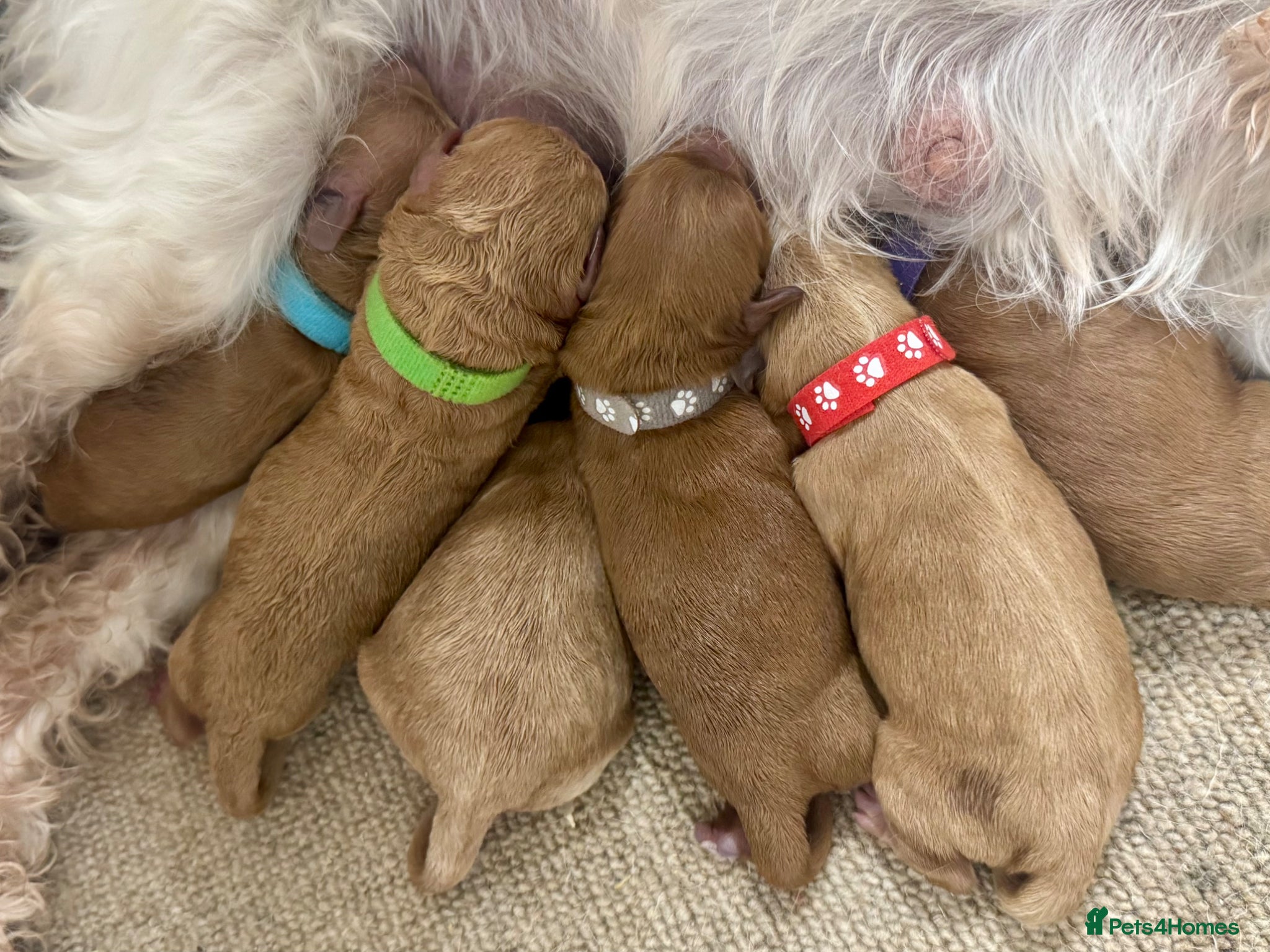 Cavapoo dogs 🐾 F1b cavapoos 🐾 - Advert 1