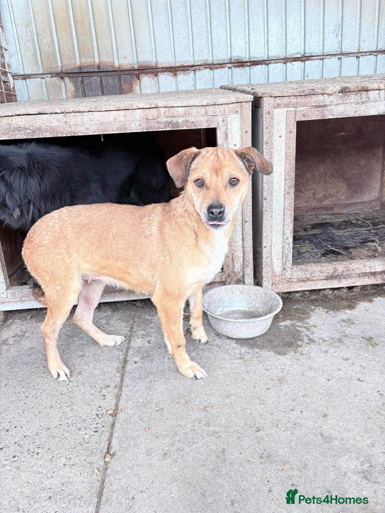 Mixed Breed dogs Katie - Rollesby Norfolk  - Advert 1