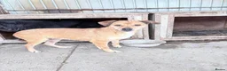 Mixed Breed dogs for adoption: Katie - Rollesby Norfolk  in Great Yarmouth - Advert 1