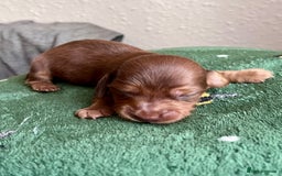 Miniature Dachshund dogs for sale: long haired shaded red Miniature dachshunds  - Advert 7