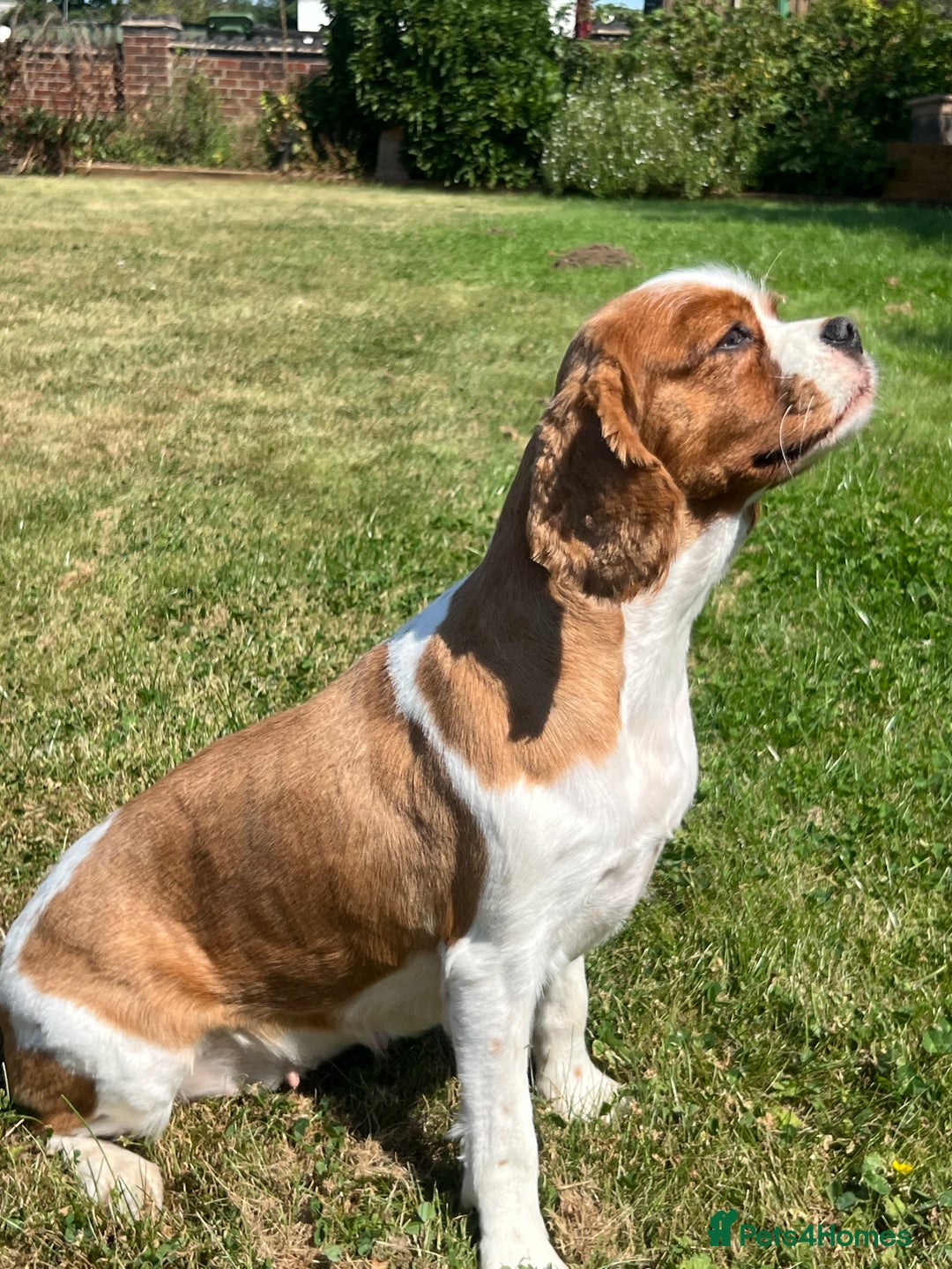 Cavalier King Charles Spaniel dogs for sale: 5 beautiful King Charles cavaliers - Image 9