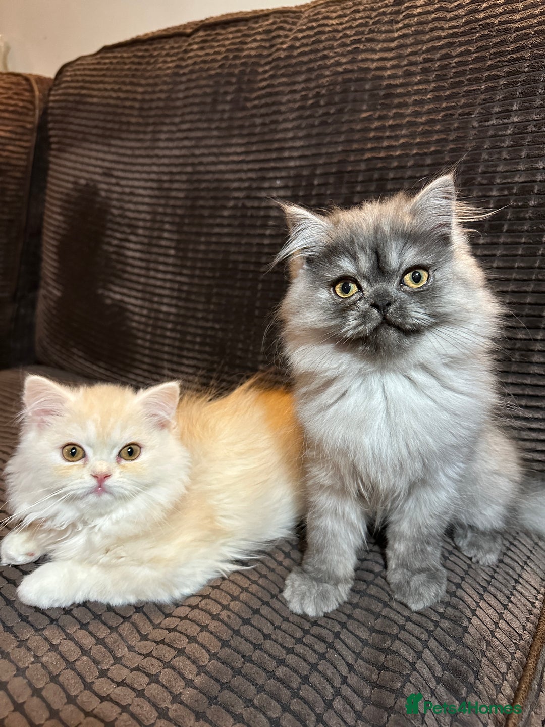 Persian cats for sale: 2 gorgeous cuddly Persian baby boys💙 - Advert 3