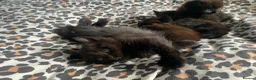 Mixed Breed cats for sale: Kittens  - Advert 3