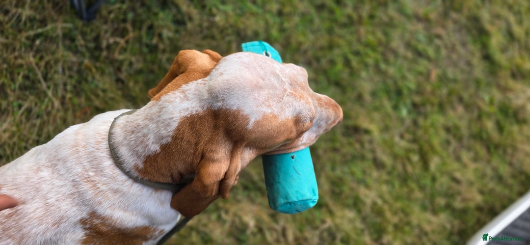 Bracco Italiano dogs for sale: Bracco Italiano Puppies Due March - Advert 11