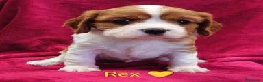 Rex