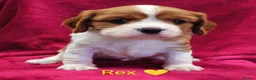 Cavalier King Charles Spaniel dogs for sale: Cavalier King Charles Spaniels  in Tavistock - Advert 7