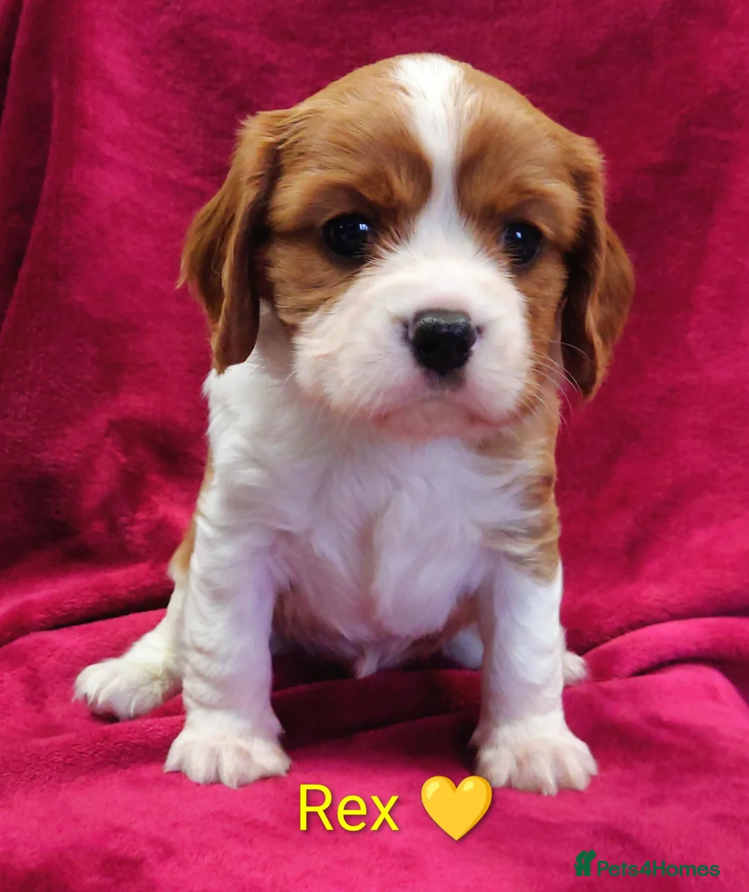 Cavalier King Charles Spaniel dogs for sale: Cavalier King Charles Spaniels  in Tavistock - Advert 7