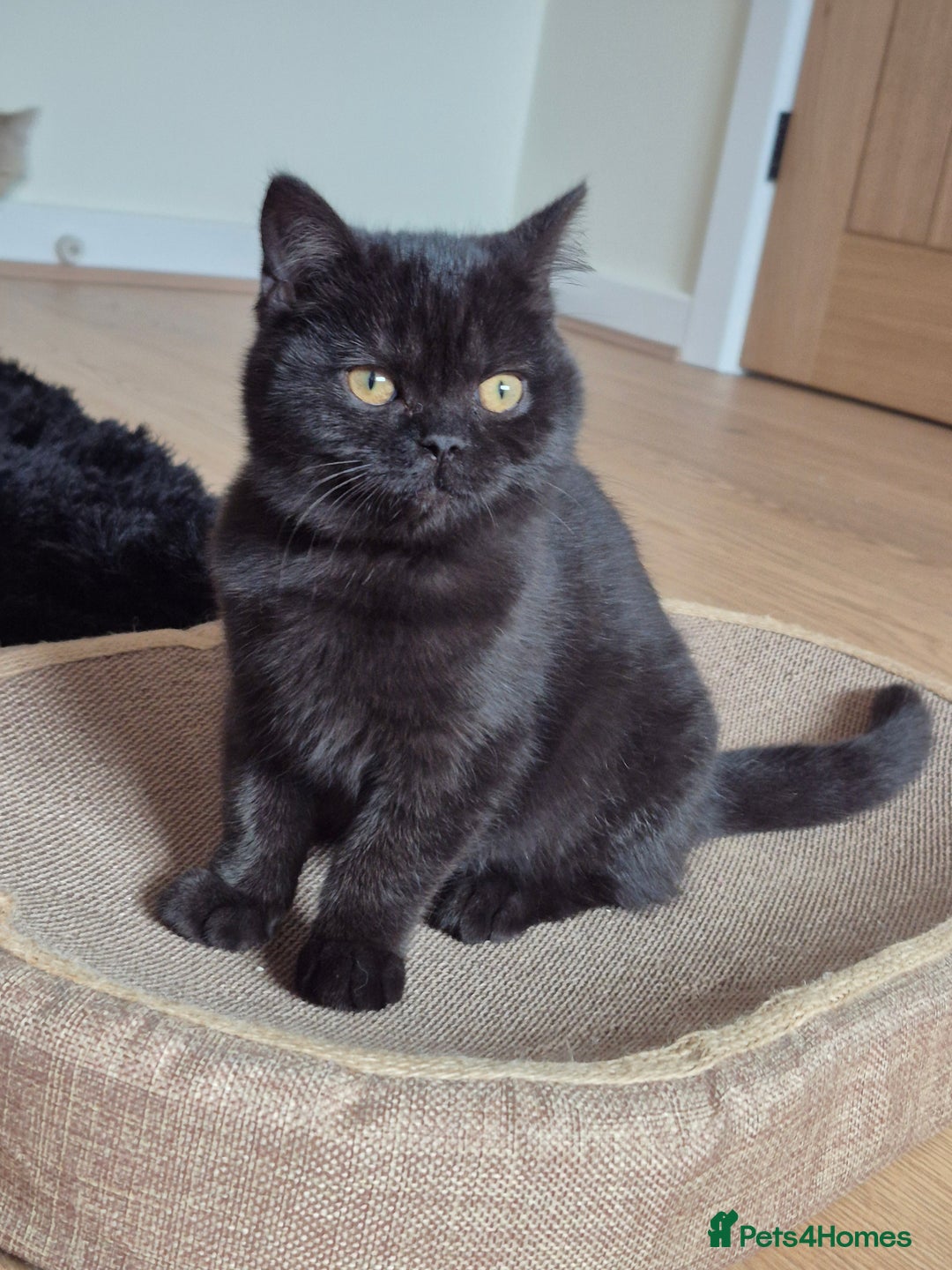 British Shorthair cats for sale: 2 Stunning full BSH kittens available - Advert 10