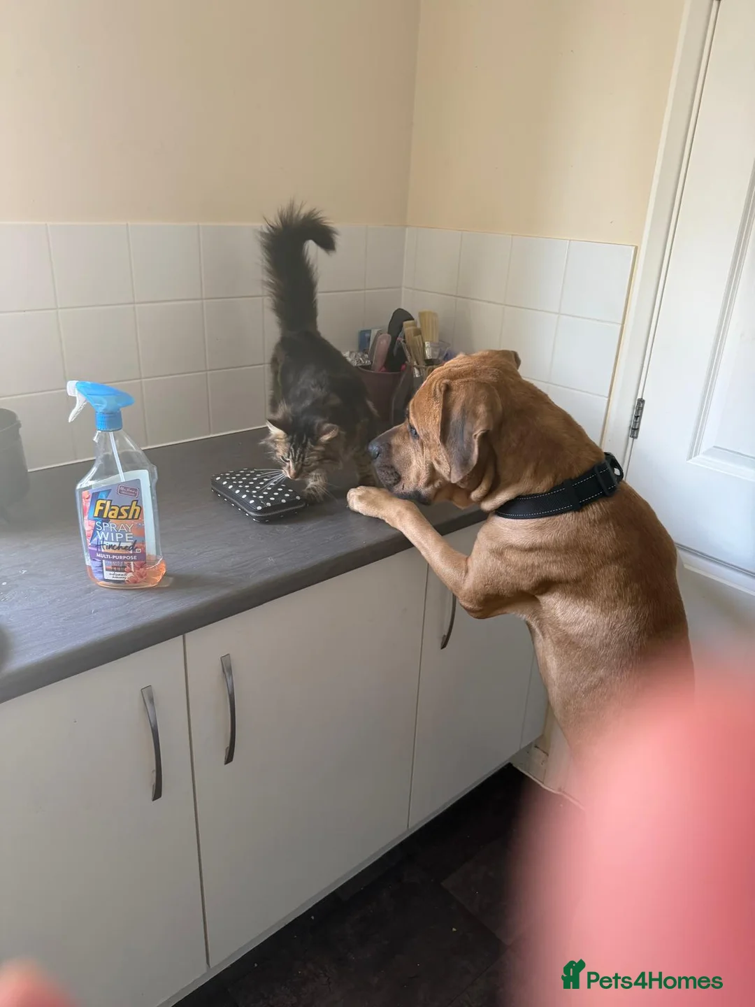Mixed Breed dogs for sale: Koda wants your loving ❤️  - Advert 5
