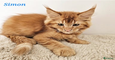 Maine Coon cats - Advert 12