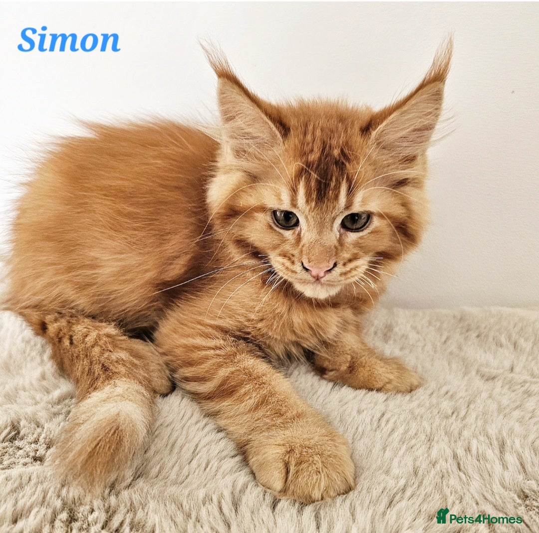 Maine Coon cats for sale:   Maine Coon kittens looking for loving homes - Image 2