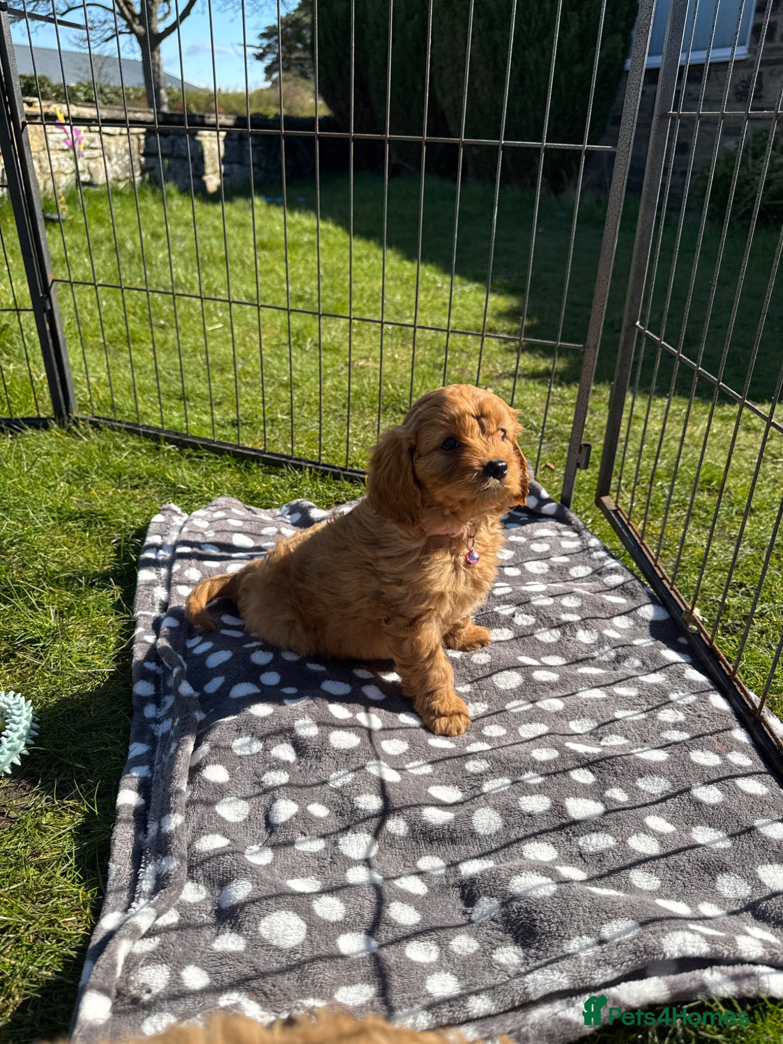 Cavapoo dogs Perfect Health Tested Cavapoo Puppies - Advert 1