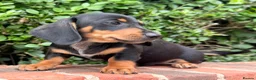 Miniature Dachshund dogs for sale: miniature dachshunds  - Advert 9