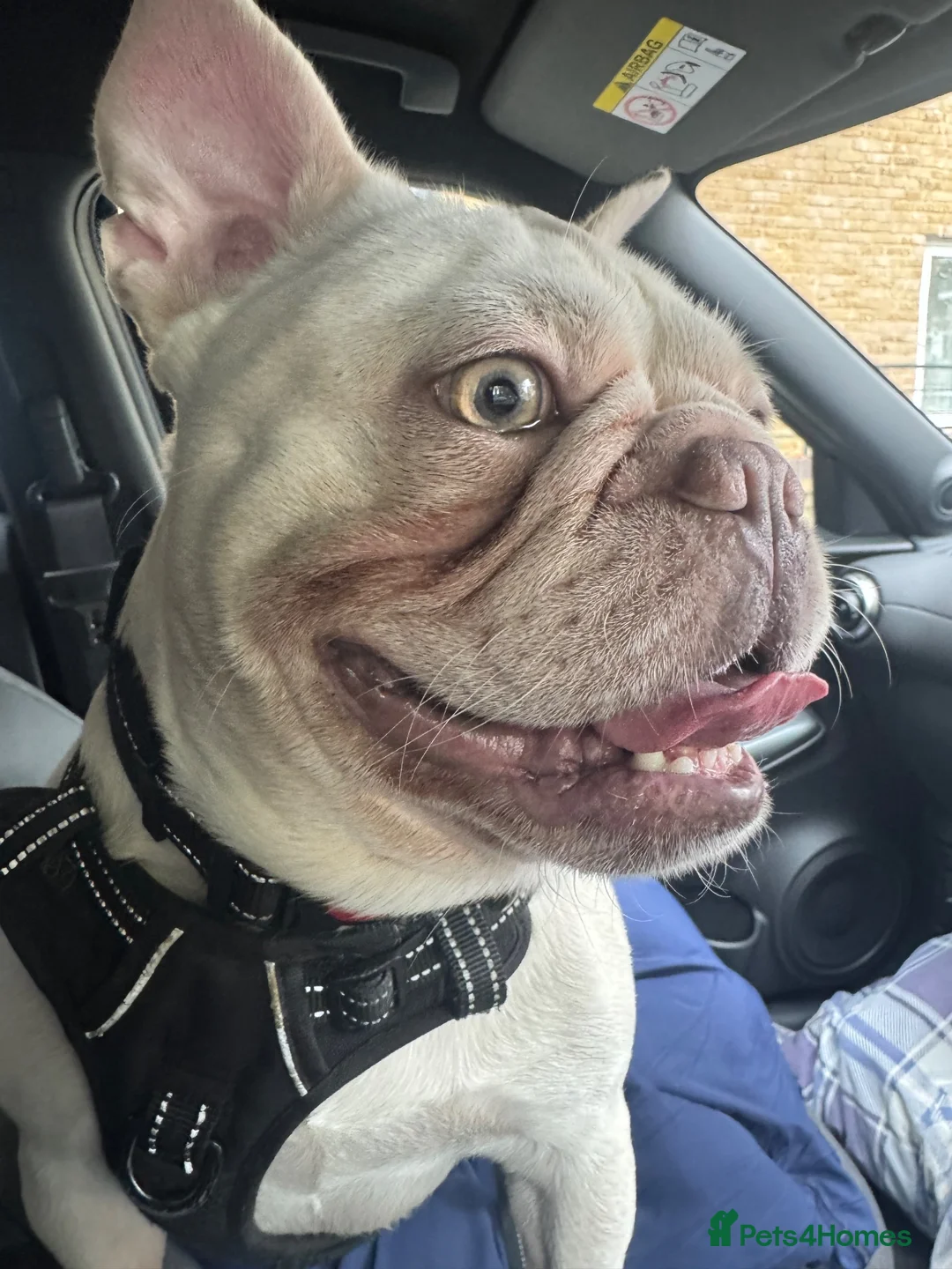 French Bulldog dogs for sale: Male French Bulldog - Advert 4