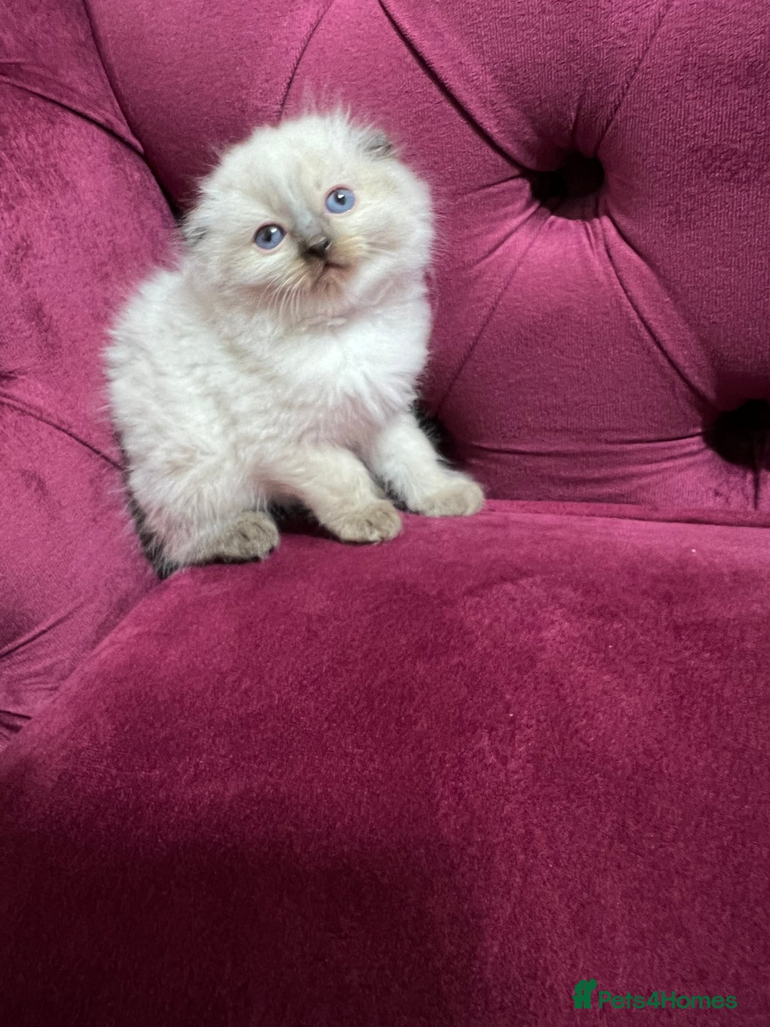 Scottish Fold cats for sale: Beautiful Scottish fold🌹☺️ - Advert 4