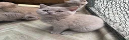 British Shorthair cats for sale: Lilac BSH  GCCF Boys  - Advert 14