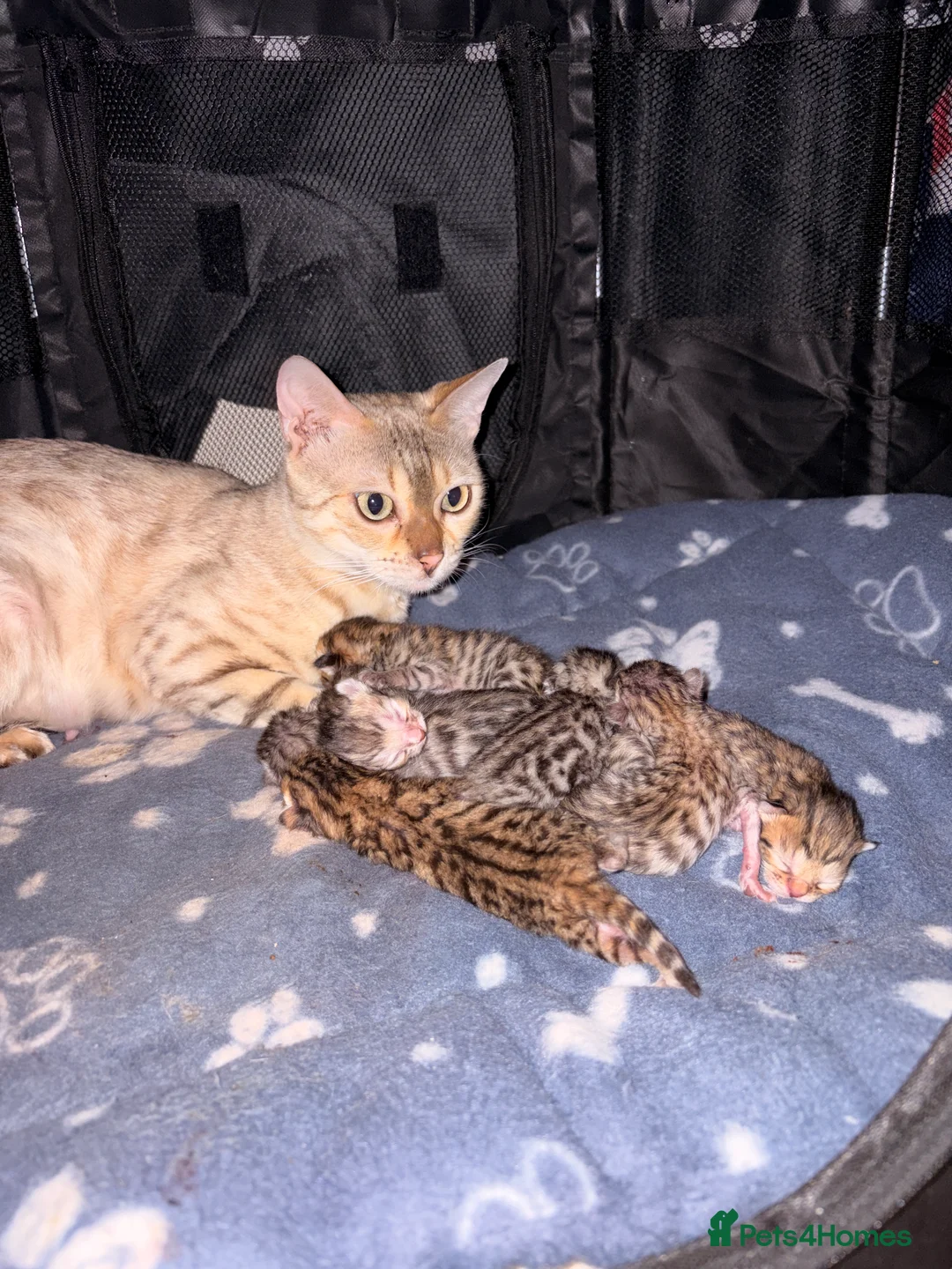 Bengal cats for sale: Bengal kittens  - Advert 1