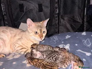 Bengal cats Bengal kittens - Advert 6