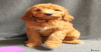 Mixed Breed dogs - Advert 4