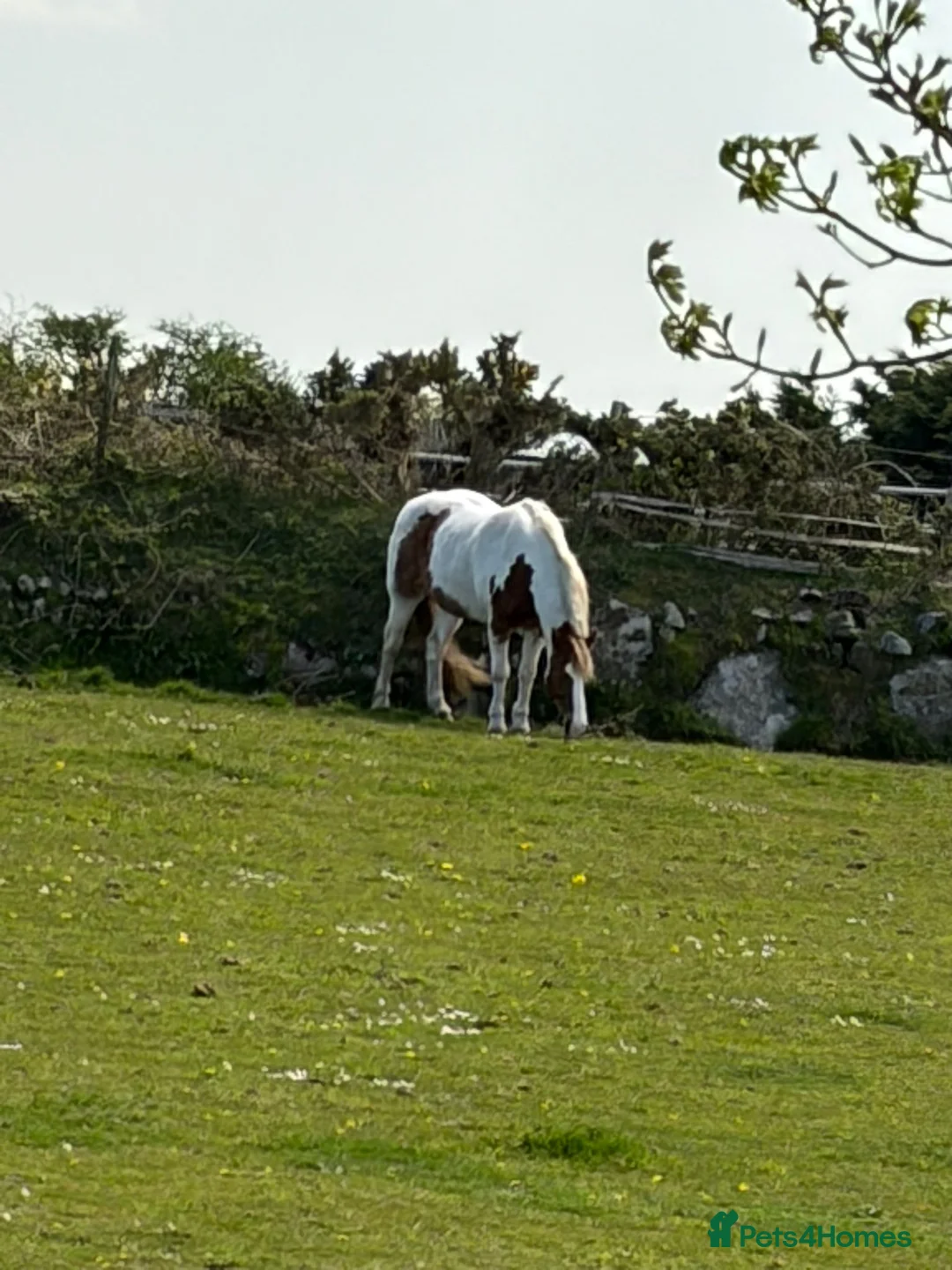 Other Breed horses for sale: Skewbald gelding  - Advert 2