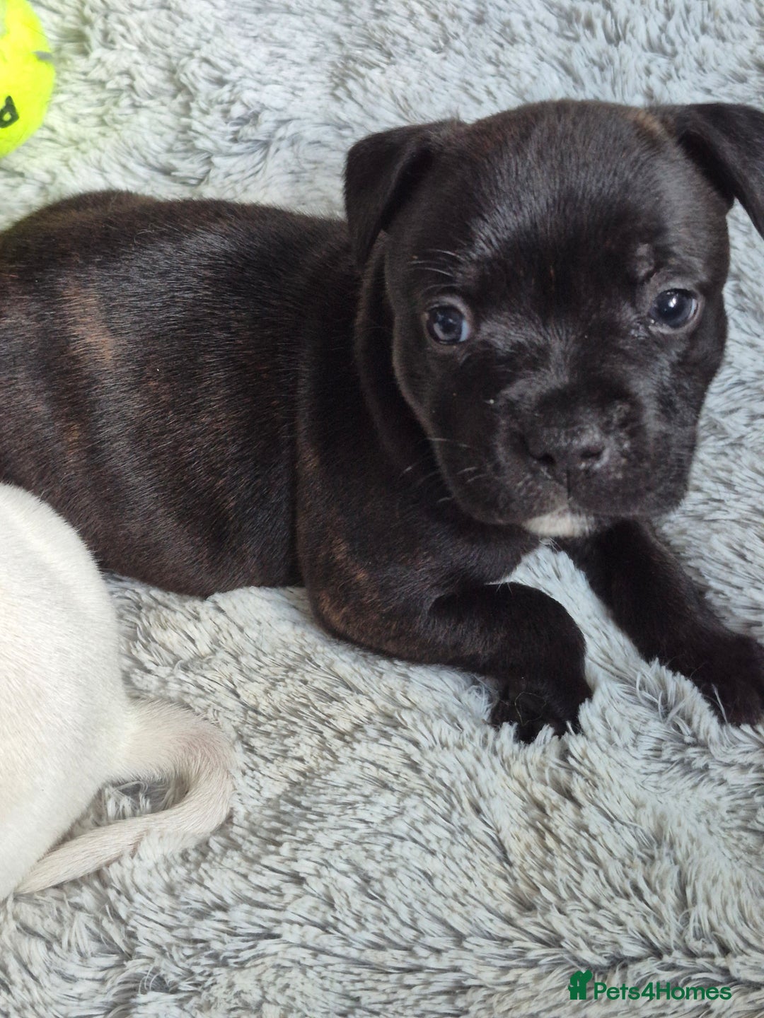 Staffordshire Bull Terrier dogs for sale: DNA HEALTH TESTED STAFFIE PUPPIES, BAER HEARING  - Advert 23