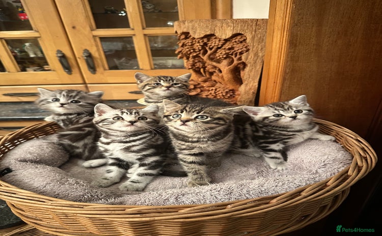 British Shorthair cats Pedigree Black Silver Tabby kittens  - Advert 3