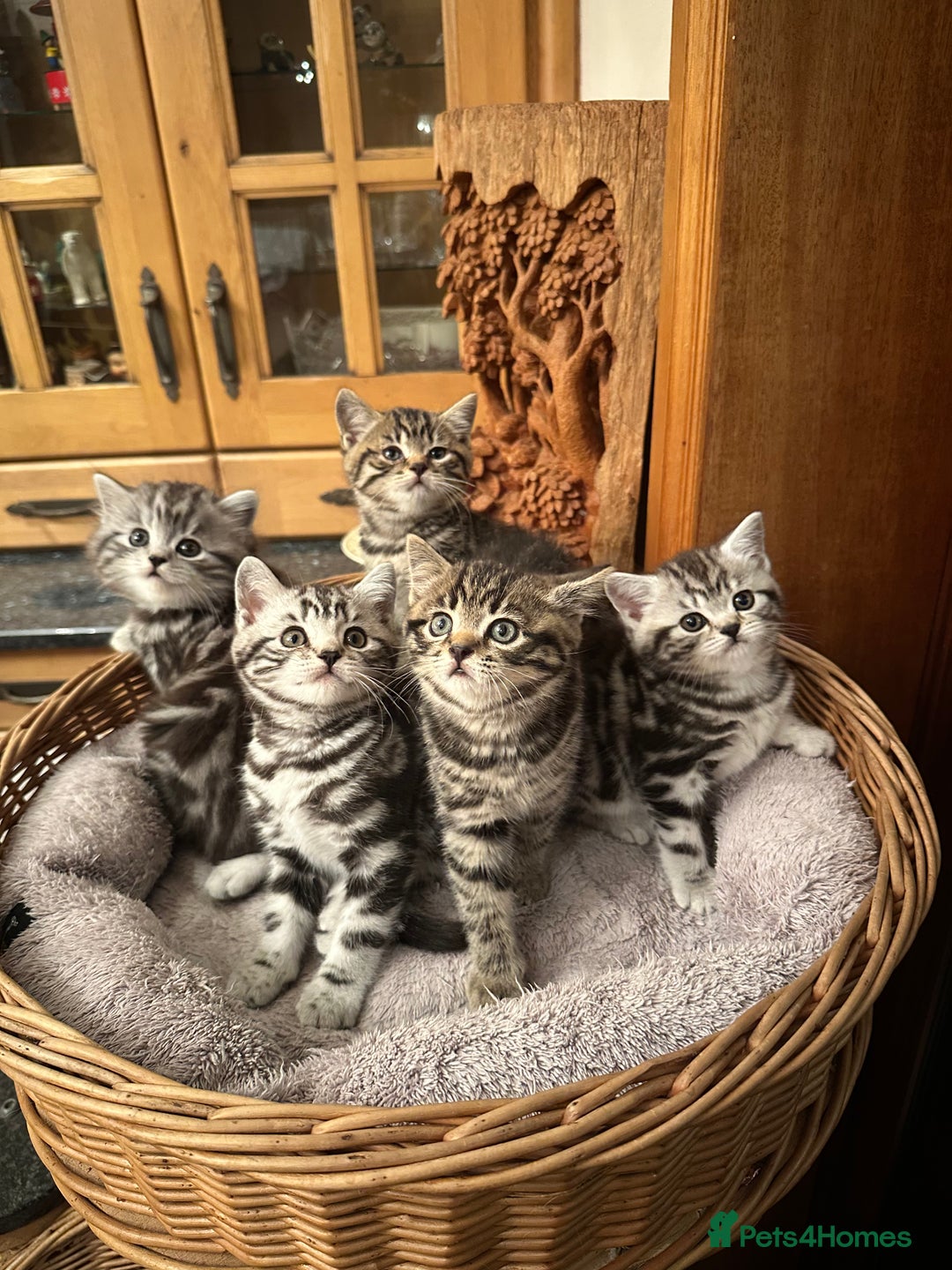 British Shorthair cats for sale: Pedigree Black Silver Tabby kittens  - Advert 1