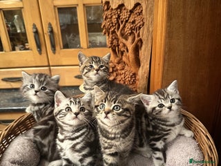 British Shorthair cats Pedigree Black Silver Tabby kittens - Advert 12
