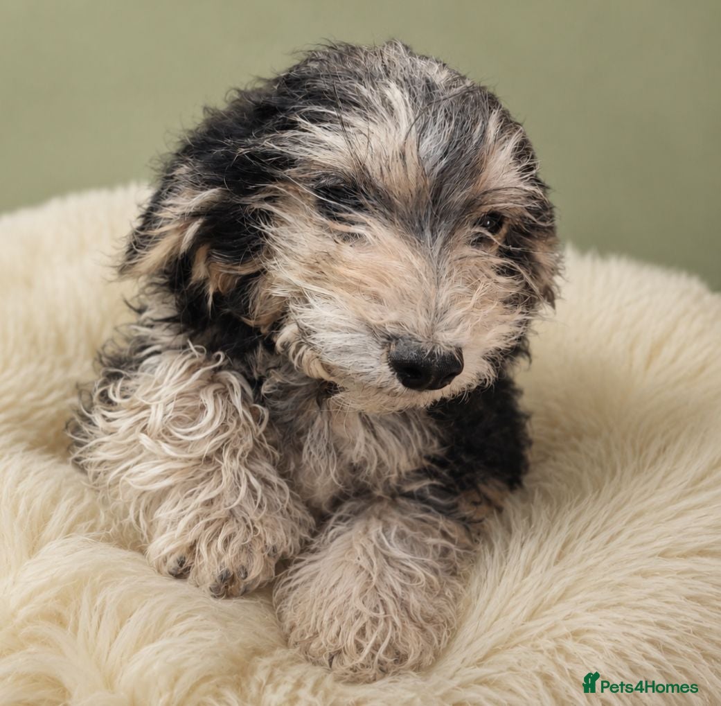 Cockapoo dogs ⚡⚡⚡Miniature Cockapoos Ready Now ⚡⚡⚡ - Advert 2