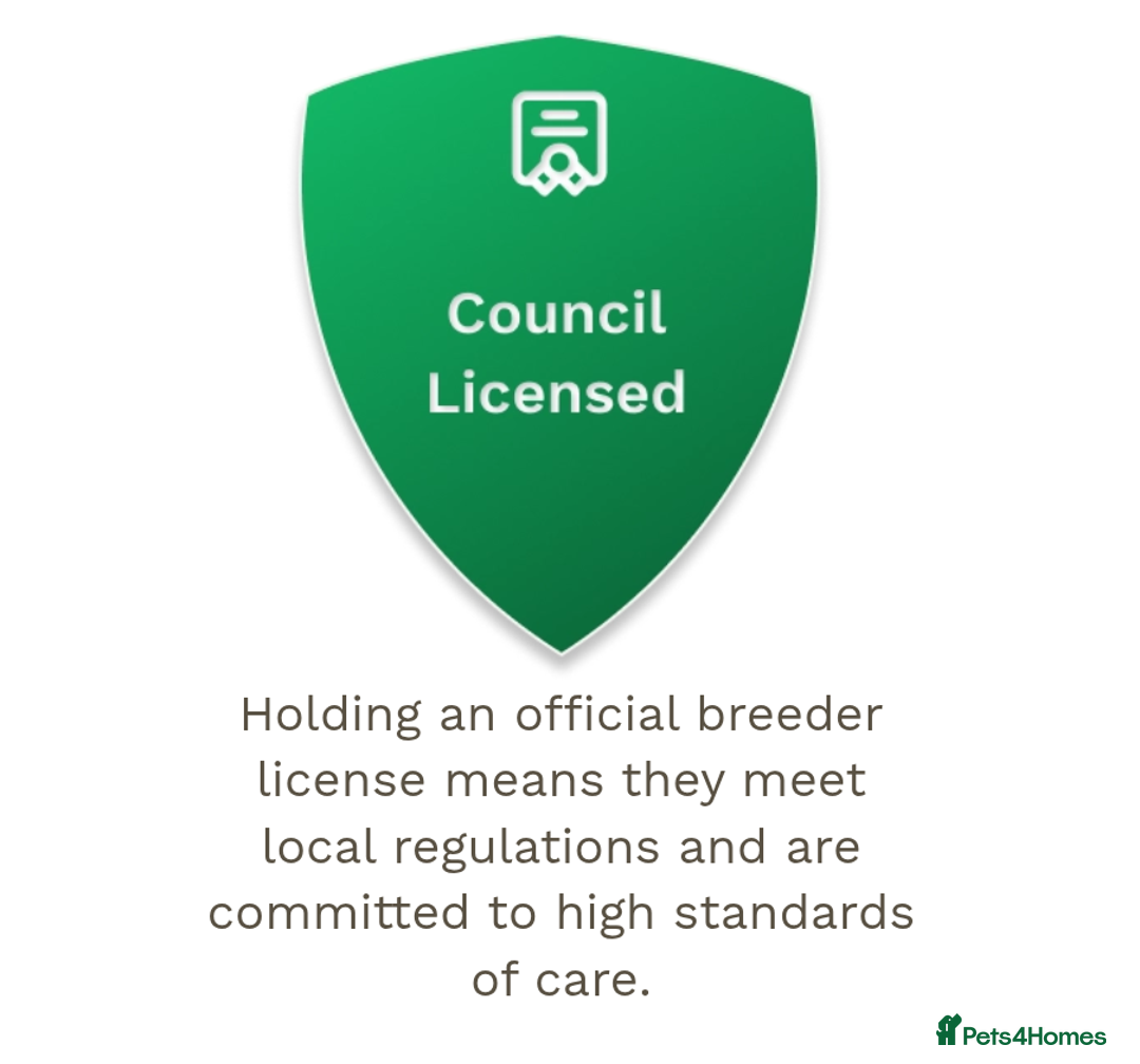 Cockapoo dogs for sale: Charming Mini Toy Cockerpoo puppies Boys 💙 - Advert 8