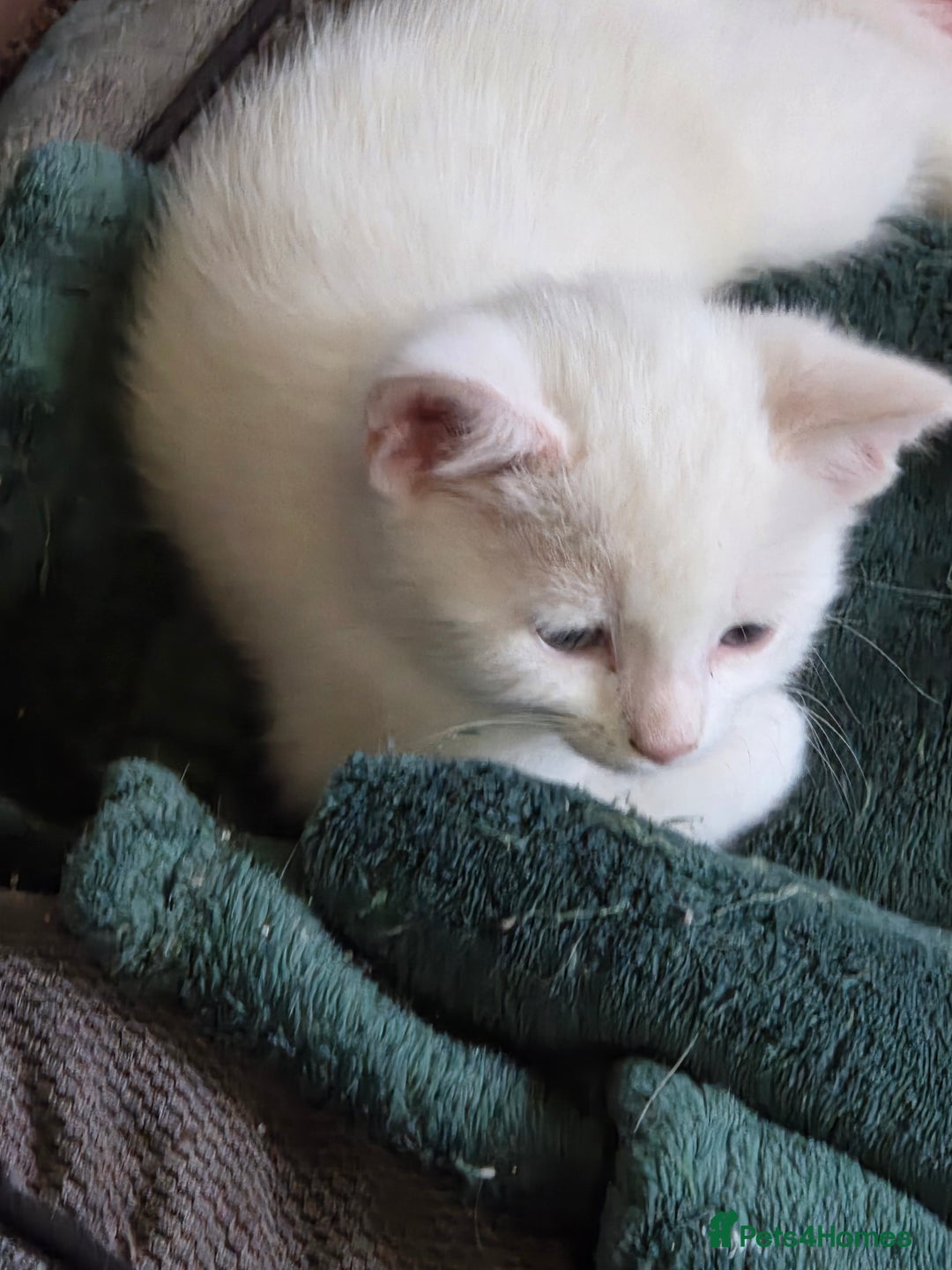 Mixed Breed cats for sale: Pet Kittens  - Image 10