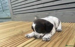 Mixed Breed dogs for sale: Stunning jackapoo x cocapoo puppies - Image 13