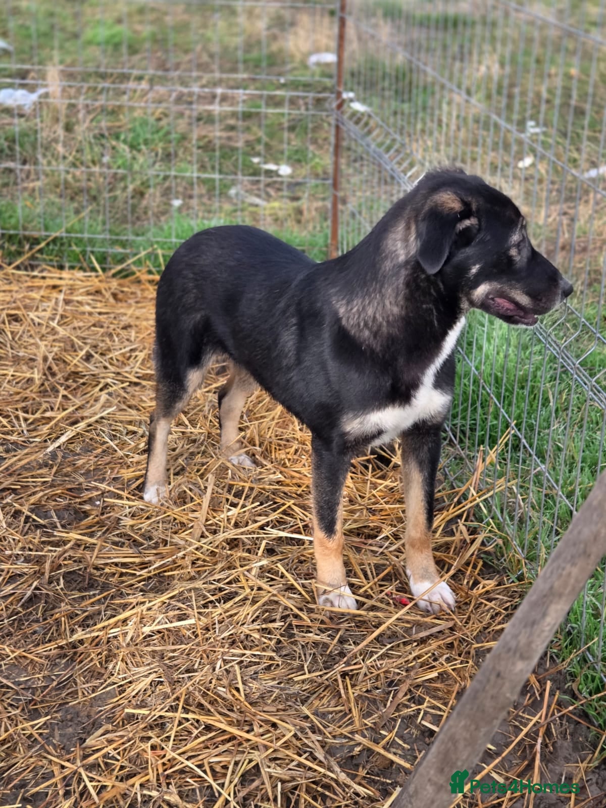 Mixed Breed dogs 🐾 RONA -  a Lovely Girl, for a Loving Home🐾 - Advert 1