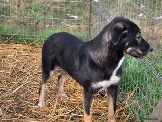 Mixed Breed dogs 🐾 RONA - a Lovely Girl, for a Loving Home🐾 - Advert 1