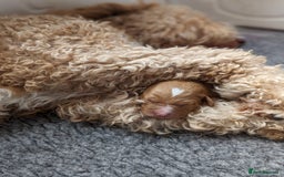 Bernedoodle dogs for sale: Gentle Giant Bernedoodles - Image 15