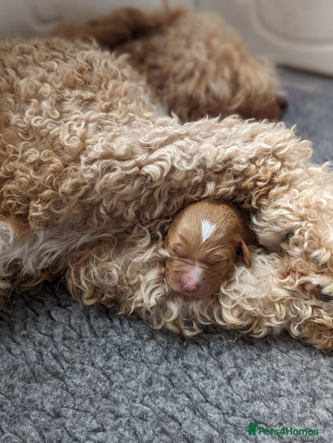 Bernedoodle dogs for sale: Gentle Giant Bernedoodles - Image 15
