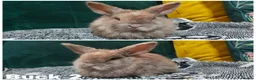 Mini Lop rabbits for sale: Stunning mini lops to reserve  - Advert 3