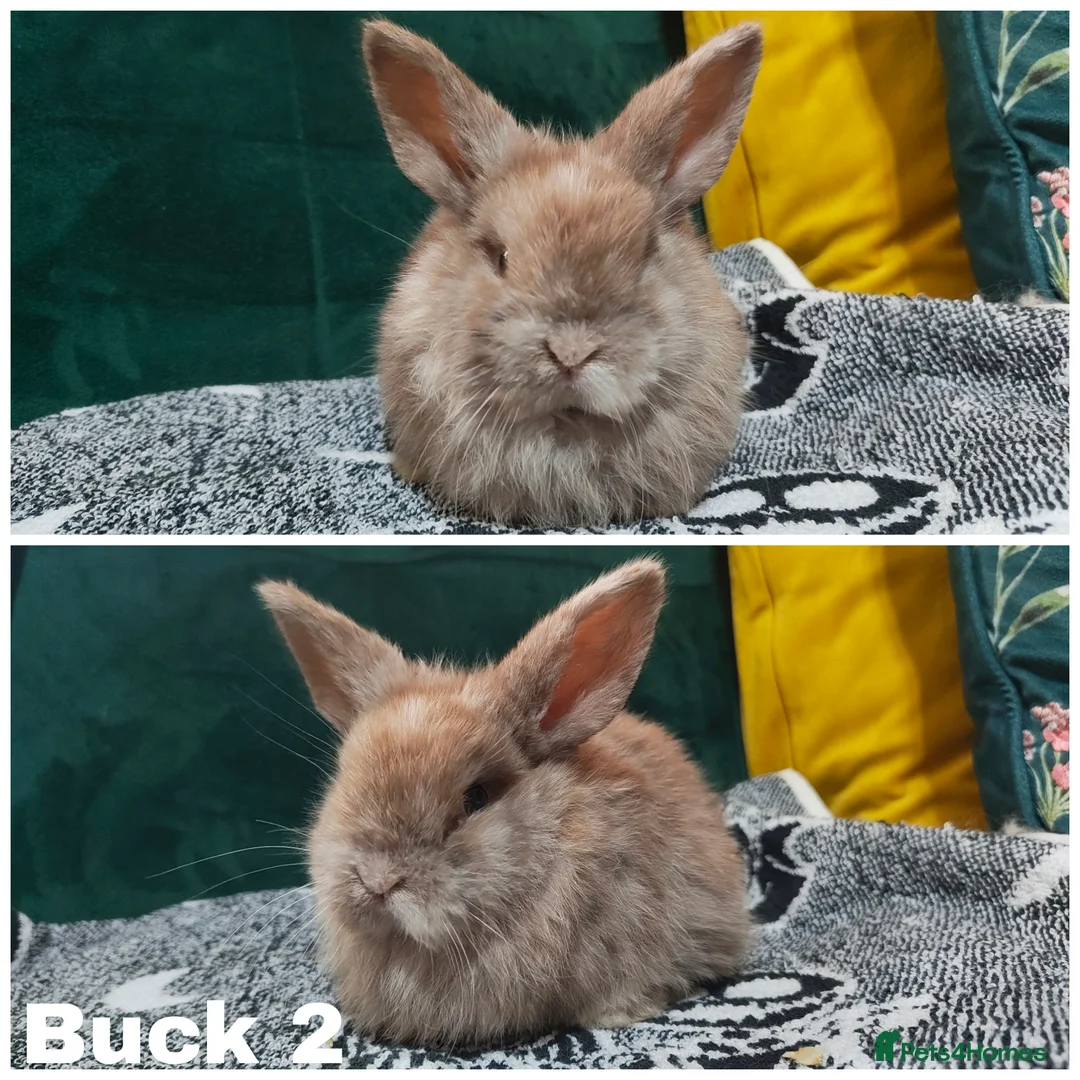 Mini Lop rabbits for sale: Stunning mini lops to reserve  - Advert 3