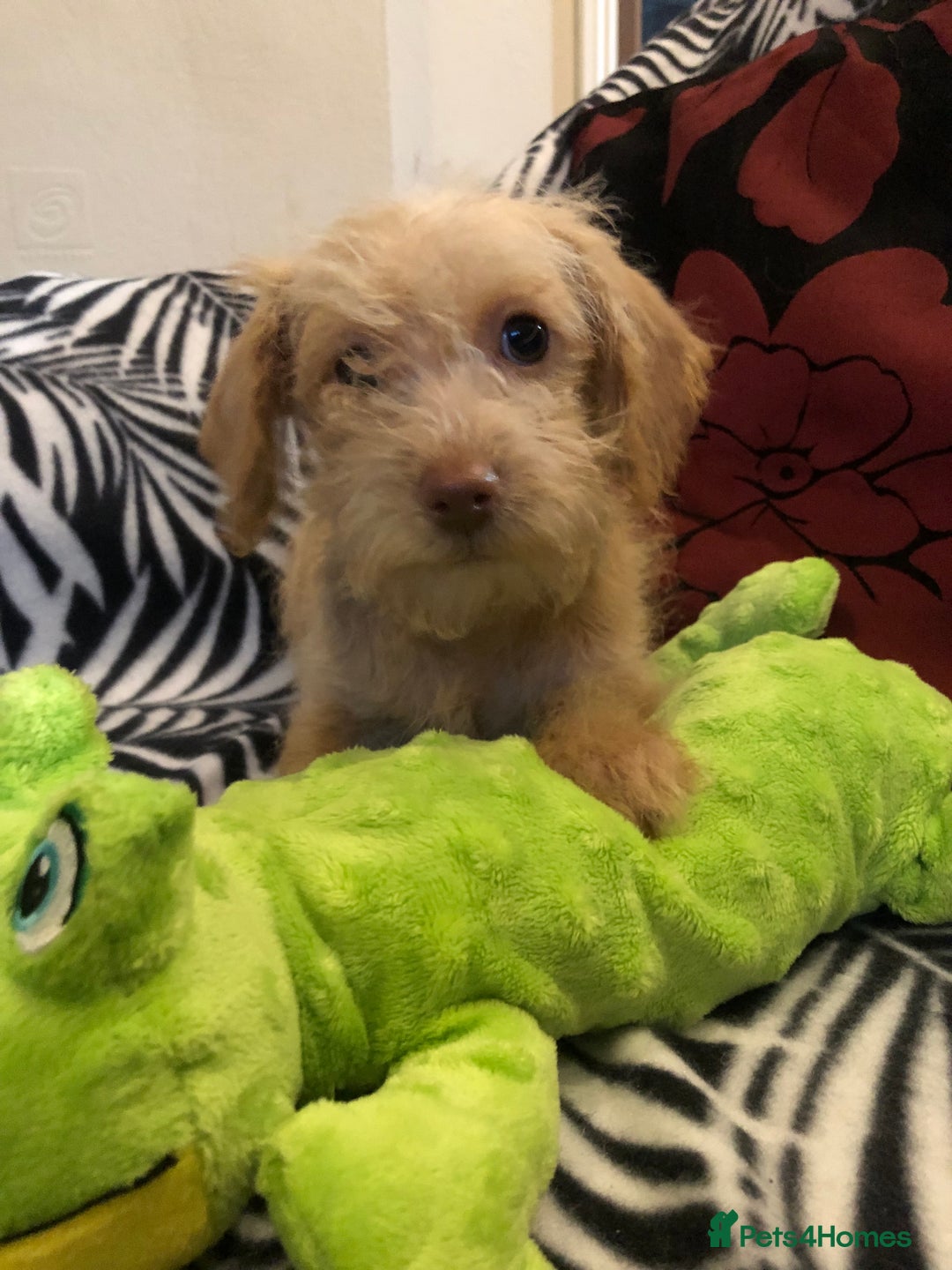 Mixed Breed dogs for sale: shihpoo x maltese puppies for sale - Advert 28