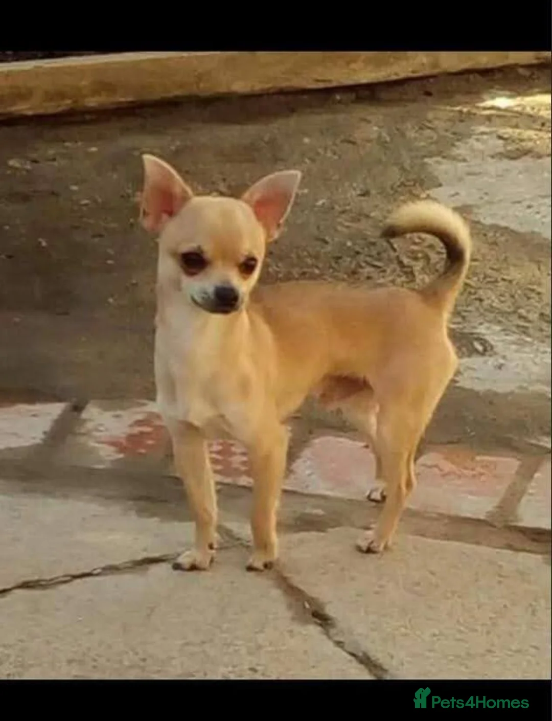 Mixed Breed dogs for sale: Jack Russell x chihuahua  - Advert 8