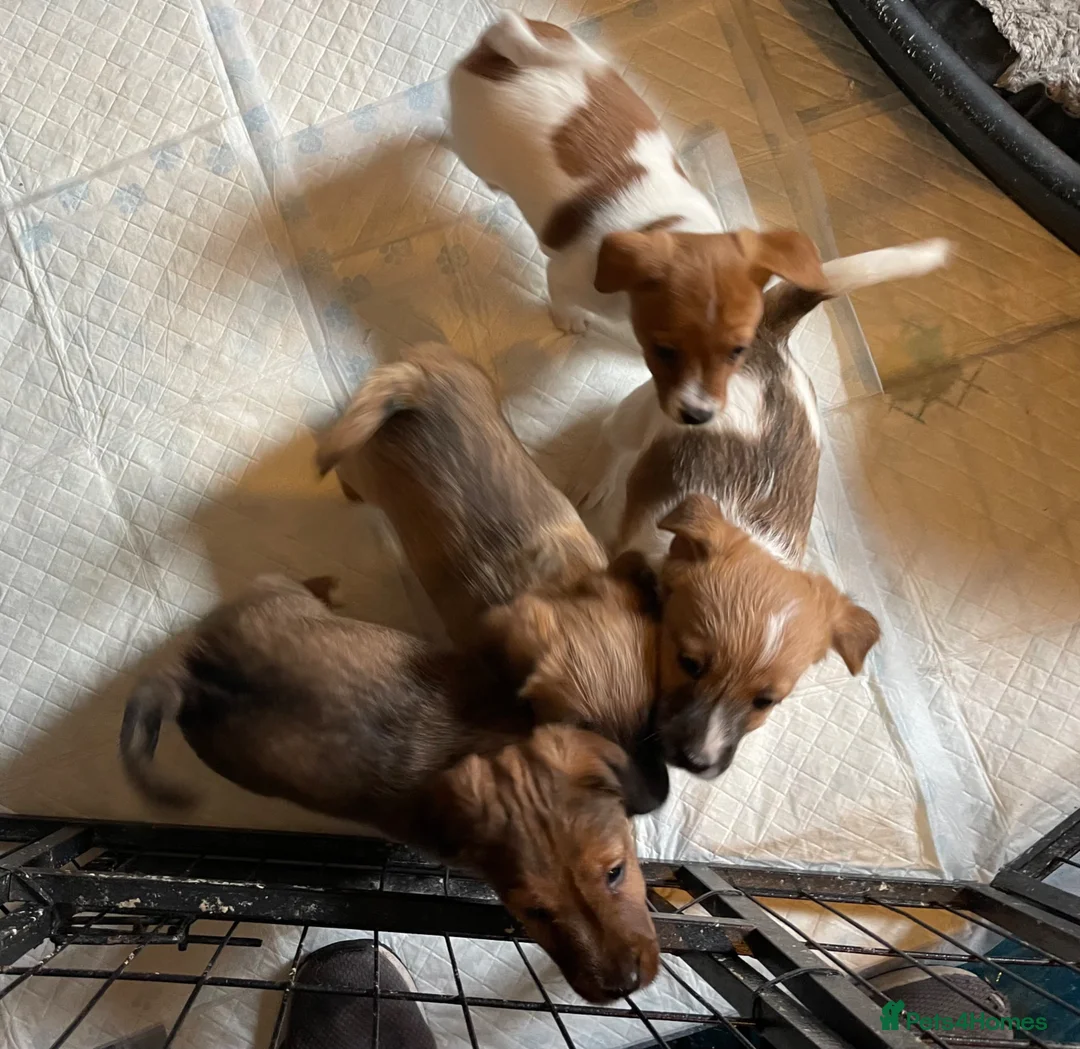 Jack Russell dogs for sale: Beautiful Jack Russell puppies  - Advert 2