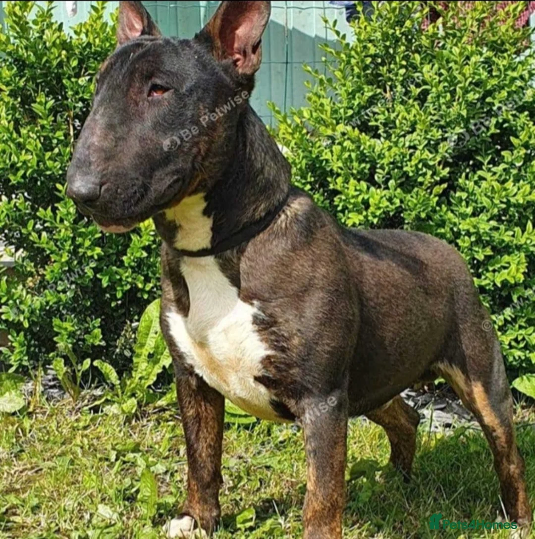Bull Terrier dogs for stud: Proven Bull Terrier Studs x 2 - Advert 1